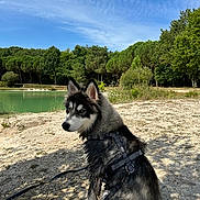 Saïko a rejoint le concours — aidez-le/la à gagner de superbes lots ! dog, puppy, husky, outdoor, nature, lake, water, trees, forest, sky, blue_sky, clouds, leash, harness, sand, grass, sunlight, shadow, pet, canine