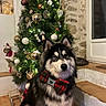 Saïko participe au concours pour gagner de l'argent avec cette photo : dog, bow_tie, christmas_tree, ornaments, holiday, decorations, lights, indoor, festive, furry, pet, black_and_white, plaid, stone_wall, steps, floor, window, cozy, seasonal, celebration