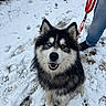Saïko a rejoint le concours — aidez-le/la à gagner de superbes lots ! dog, husky, snow, leash, heterochromia, blue_eye, brown_eye, pet, animal, outdoor, winter, footprints, happy, furry, canine, jeans, person, nature, playful, closeup