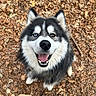 dog, husky, heterochromia, blue_eye, brown_eye, smiling, happy, outdoor, autumn, leaves, nature, pet, canine, fur, black_and_white, tongue, closeup, portrait, animal, friendly