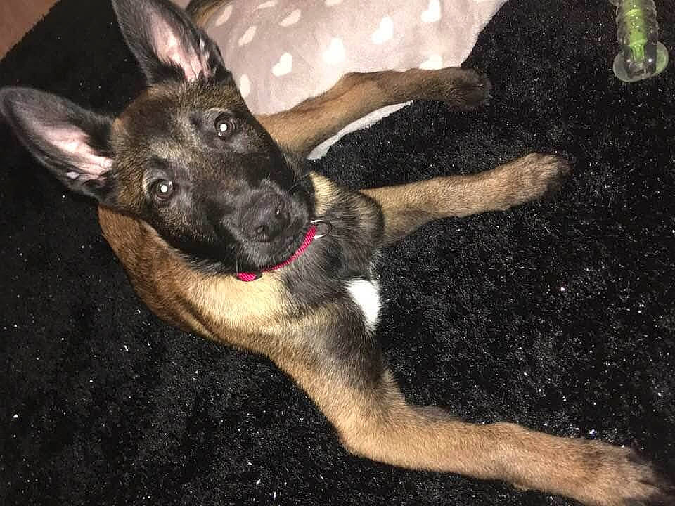 Oslo a rejoint le concours — aidez-le/la à gagner de superbes lots ! canidae, carnivore, companion_dog, dog, dog_breed, fawn, foot, fur, non_sporting_group, paw, snout, sporting_group, street_dog, terrestrial_animal, whiskers, working_animal, working_dog