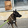 dog, leash, sidewalk, concrete, window, paper_bag, shadow, sunlight, outdoor, pet, animal, brown_dog, black_dog, sitting, urban, weathered, wall, reflection, daylight, quiet