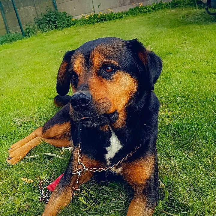 Leexy a rejoint le concours — aidez-le/la à gagner de superbes lots ! animal, architecture, backyard, building, canine, dog, field, grass, grassland, hound, lawn, motorcycle, nature, outdoors, pet, plant, puppy, shelter, summer, yard