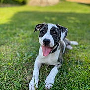 Mia a rejoint le concours — aidez-le/la à gagner de superbes lots ! dog, puppy, grass, outdoor, tongue_out, black_and_white, happy, pet, canine, ears, playful, nature, sunlight, animal, cute, lying_down, collar, summer, young, friendly