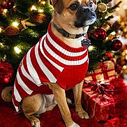 Boomer is registered to the contest to win money with this photo: dog, christmas_tree, christmas_lights, holiday, pet, sweater, red, white, gift, present, decorations, festive, indoor, fur, collar, tag, animal, cute, seasonal, celebration