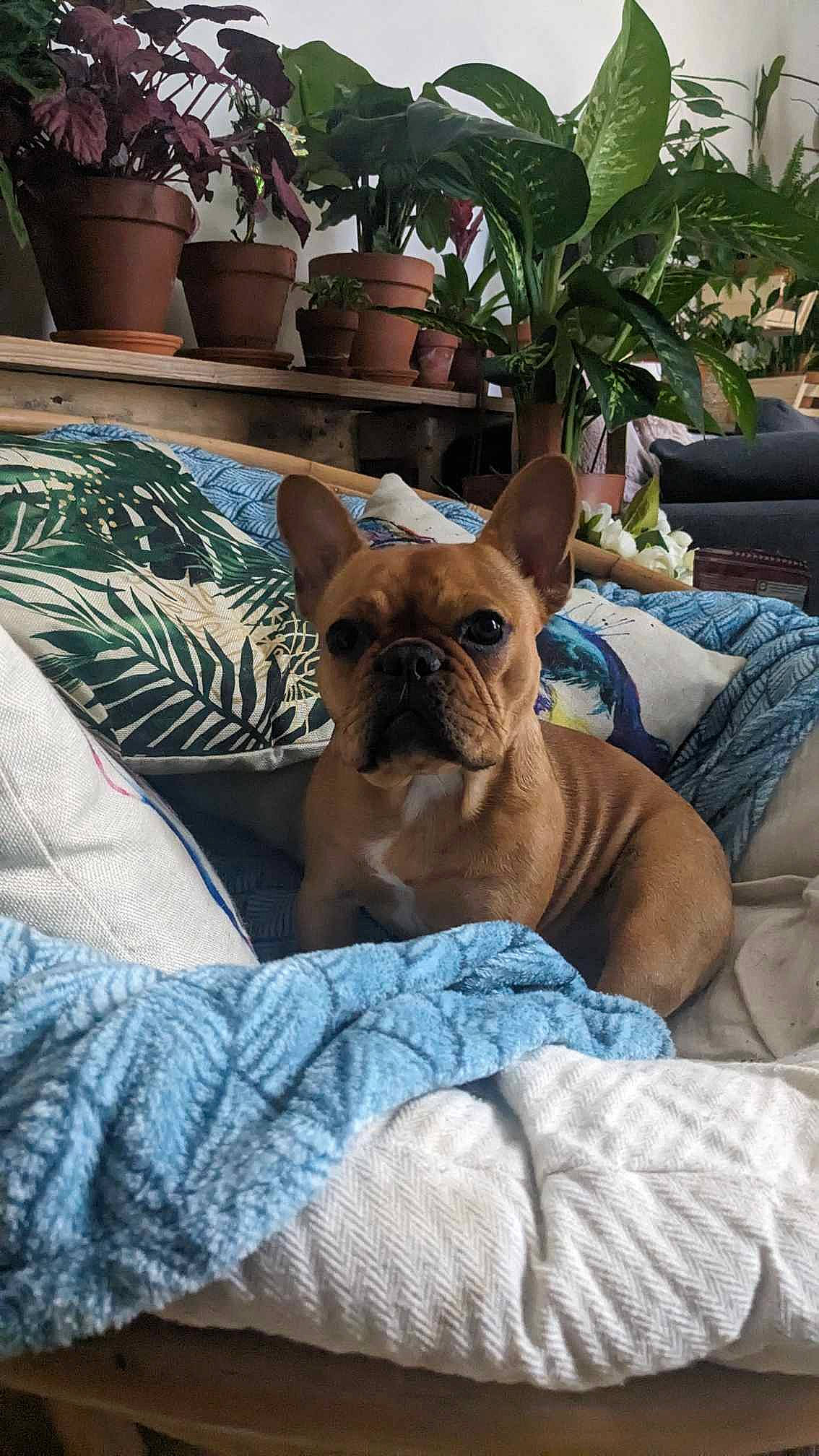 Milie a rejoint le concours — aidez-le/la à gagner de superbes lots ! bulldog, canidae, carnivore, comfort, companion_dog, dog, dog_breed, fawn, flowerpot, houseplant, linens, plant, room, snout, sporting_group, terrestrial_animal, toy_dog, whiskers, working_animal, wrinkle