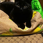 Tommy joined the competition — help win amazing prizes! black_cat, cat, animal, pet, indoor, furniture, textile, pattern, sack, lemon_print, green, yellow, wood, closeup, cute, eyes, fur, relaxing, home, domestic