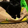 black_cat, cat, animal, pet, indoor, furniture, textile, pattern, sack, lemon_print, green, yellow, wood, closeup, cute, eyes, fur, relaxing, home, domestic