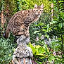 cat, tabby_cat, garden, statue, stone_statue, plants, flowers, greenery, foliage, outdoor, nature, animal, pet, curious, balancing, close_up, wildlife, summer, daylight, sculpture