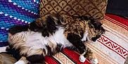 Cruella is registered to the contest to win money with this photo: cat, fluffy, lying_down, indoor, blanket, cushion, patterned, relaxed, pet, fur, striped, white_paws, tail, cozy, resting, home, multicolor, soft, comfort, sleepy