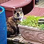 Cruella joined the competition — help win amazing prizes! cat, calico_cat, collar, plant, planter, wooden_deck, outdoor, greenery, chair, plastic_chair, pet, feline, garden, nature, sitting, fur, animal, daylight, relaxing, backyard