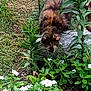 cat, animal, pet, garden, plants, flowers, greenery, outdoor, nature, fur, curious, brown, black, leaf, ground, flora, wildlife, mammal, whiskers, closeup