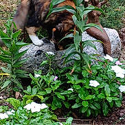Cruella is registered to the contest to win money with this photo: cat, calico_cat, stone_sculpture, mermaid_statue, garden, green_plants, white_flowers, foliage, outdoor, nature, curious, animal, pet, grass, leaves, stone, sculpture, flora, wildlife, daylight