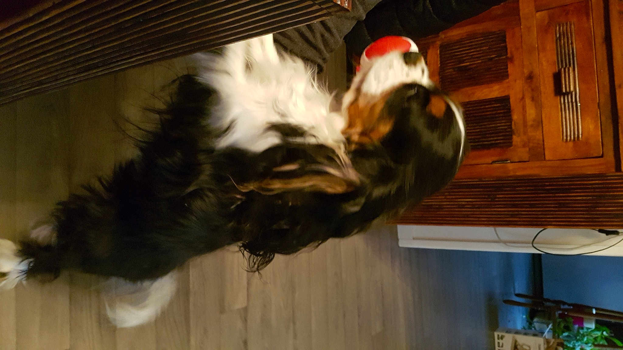 Nina