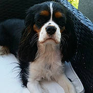 Nina a rejoint le concours — aidez-le/la à gagner de superbes lots ! carnivoran, cavalier_king_charles_spaniel, companion_dog, dog, dog_breed, dog_breed_group, dog_like_mammal, king_charles_spaniel, snout, spaniel
