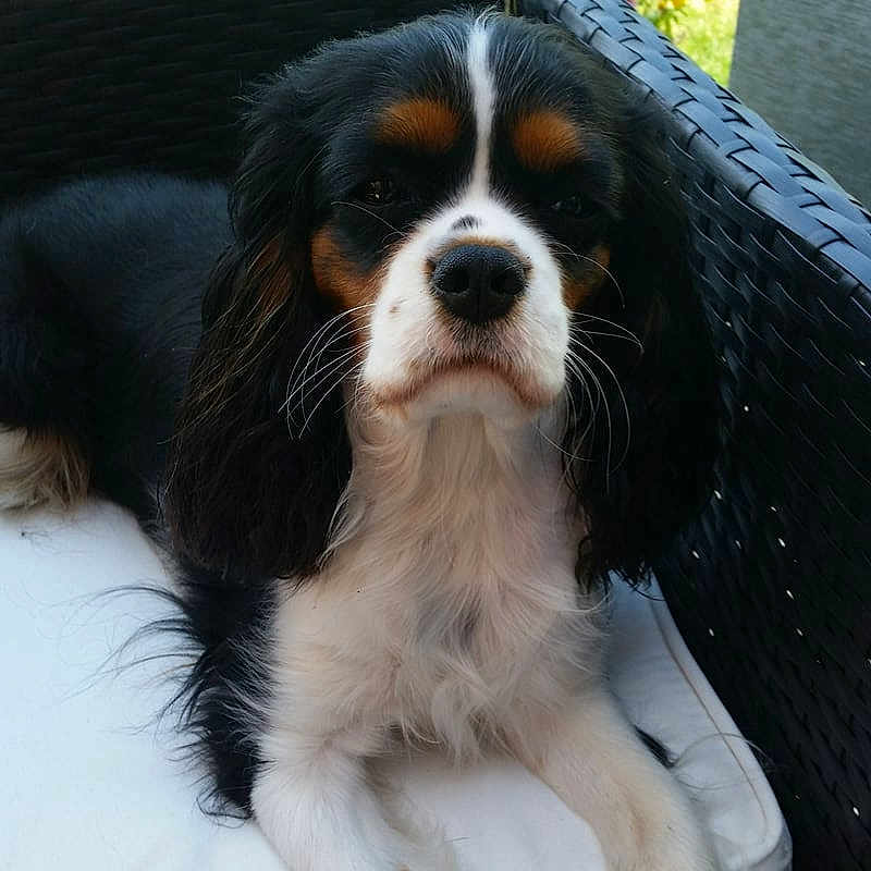 Nina
