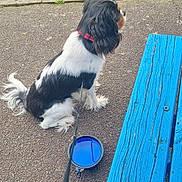 Vanya participe au concours pour gagner de l'argent avec cette photo : animal, bench, black_and_white, blue, canine, collar, daylight, dog, grass, leash, nature, outdoor, park, pavement, pet, side_view, sitting, walk, water_bowl, wood