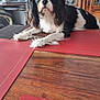 dog, tricolor, table, placemats, wood, glass_cabinet, glassware, home_office, computer_monitor, keyboard, chair, indoor, pet, curious, lounge, furniture, room, domestic, canine, fur