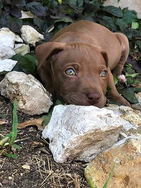 Bravin joined the competition — help win amazing prizes! canidae, carnivore, dog, dog_breed, fawn, fur, grass, groundcover, hunting_dog, liver, natural_material, plant, rock, snout, soil, sporting_group, terrestrial_animal, terrestrial_plant, whiskers, working_animal