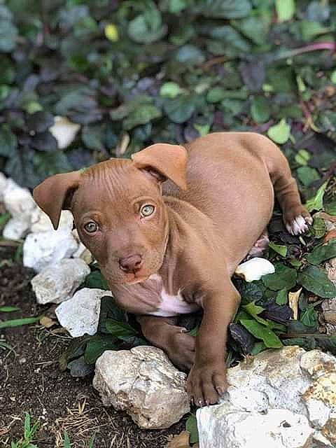 Bravin joined the competition — help win amazing prizes! adaptation, canidae, carnivore, companion_dog, dog, dog_breed, fawn, grass, groundcover, liver, natural_material, organism, plant, snout, sporting_group, terrestrial_animal, terrestrial_plant, toy, wildlife, working_animal