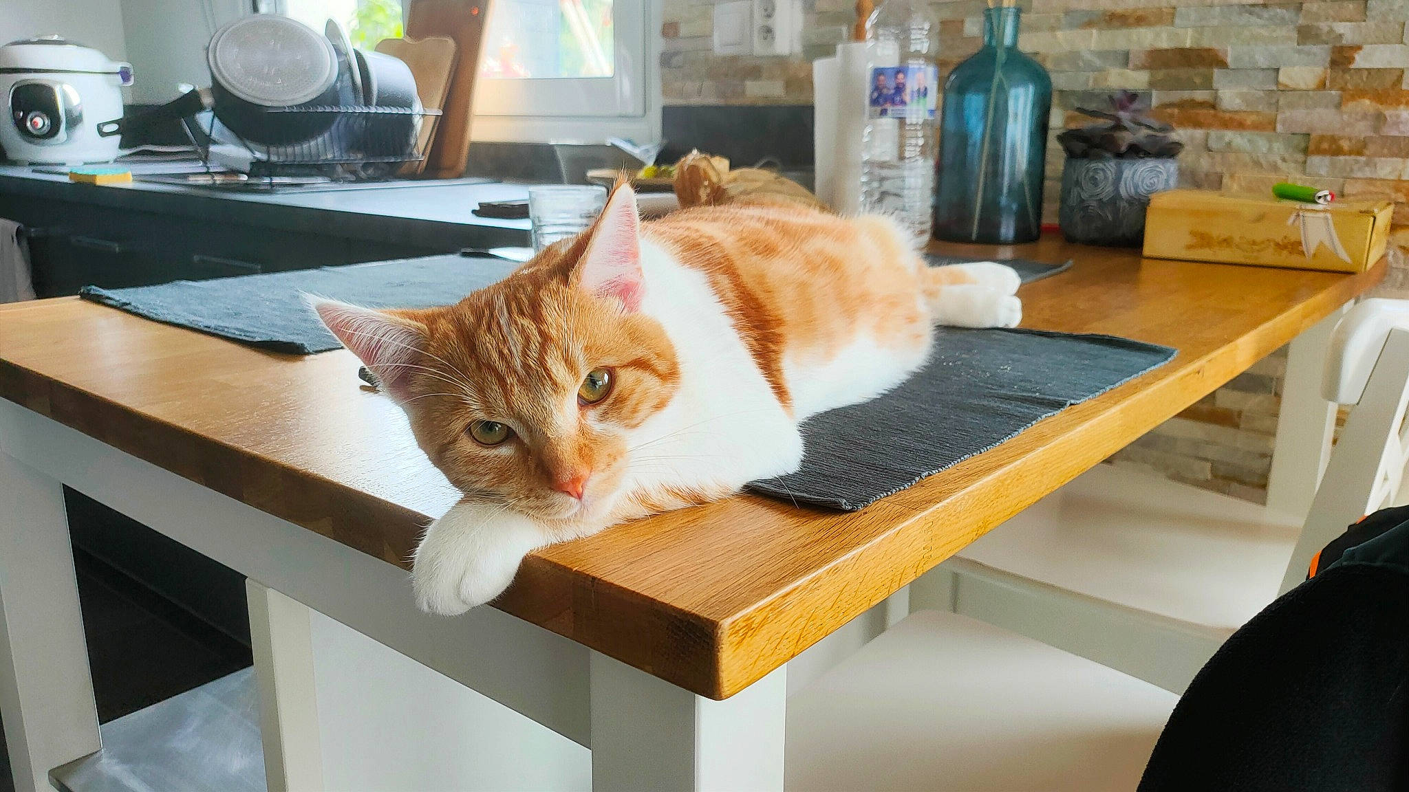 Tyrion participe au concours pour gagner de l'argent avec cette photo : carnivore, cat, chair, comfort, domestic_short_haired_cat, fawn, felidae, flooring, fur, hardwood, kitchen_appliance, plant, room, small_to_medium_sized_cats, table, tableware, tail, whiskers, window, wood
