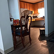 Roxi joined the competition — help win amazing prizes! animal, box, cabinet, cat, chair, curious, floor, furniture, home, indoor, kitchen, lamp, light, microwave, pet, refrigerator, room, shadow, table, wooden_chair