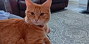 Roxi joined the competition — help win amazing prizes! animal, barefoot, calm, carpet, cat, cozy, curtains, domestic, floor, furniture, home, indoor, leather_chair, living_room, orange_tabby, person, pet, relaxing, resting, window