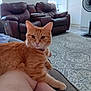 Roxi joined the competition — help win amazing prizes! cat, orange_tabby, indoor, carpet, leather_chair, relaxing, pet, furniture, window, curtains, floor, person, barefoot, home, cozy, resting, living_room, calm, animal, domestic