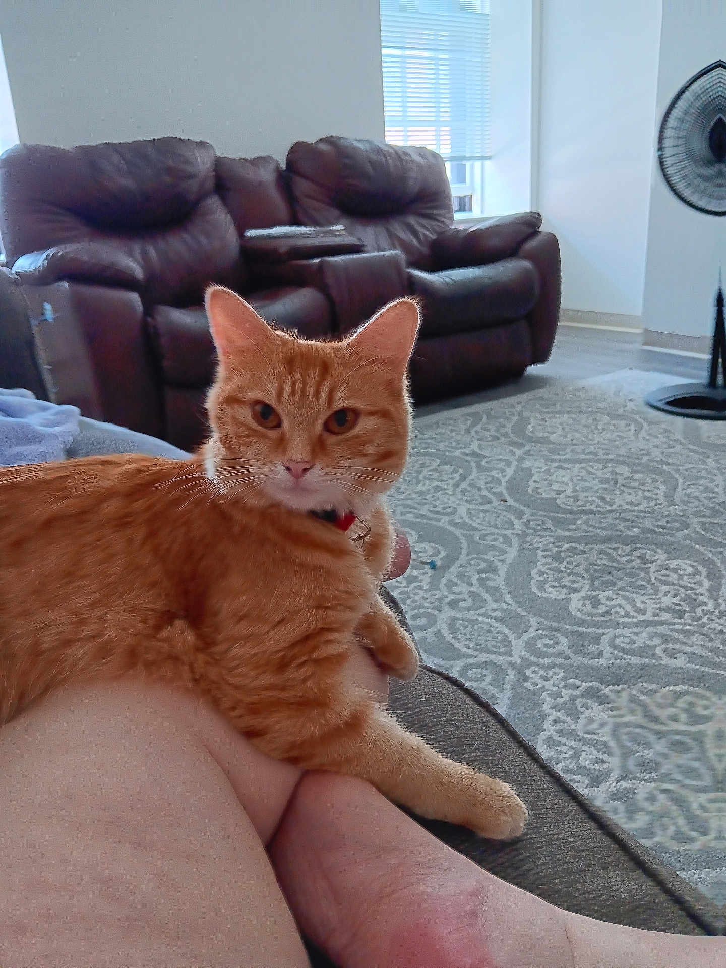 Roxi