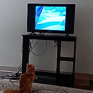 Roxi joined the competition — help win amazing prizes! cat, orange_cat, tv, cartoon, television, black_tv_stand, carpet, cables, living_room, indoor, pet, feline, watching, screen, home, floor, furniture, cords, electronics, entertainment