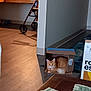 Roxi joined the competition — help win amazing prizes! cat, cardboard_box, orange_cat, indoor, walker, floor, wood_floor, furniture, money, hairbrush, curious, pet, domestic, cozy, home, relaxed, animal, box, resting, living_room