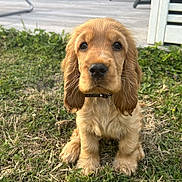 Aika participe au concours pour gagner de l'argent avec cette photo : puppy, dog, golden, grass, outdoor, pet, cute, animal, collar, young, fur, ears, sitting, face, adorable, canine, nature, portrait, looking, closeup