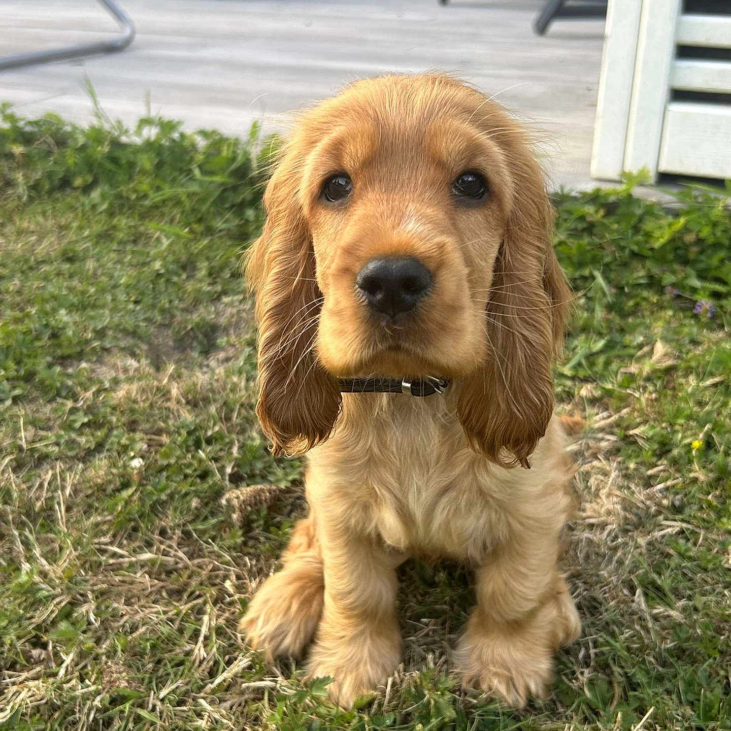 Aika participe au concours pour gagner de l'argent avec cette photo : adorable, animal, canine, closeup, collar, cute, dog, ears, face, fur, golden, grass, looking, nature, outdoor, pet, portrait, puppy, sitting, young