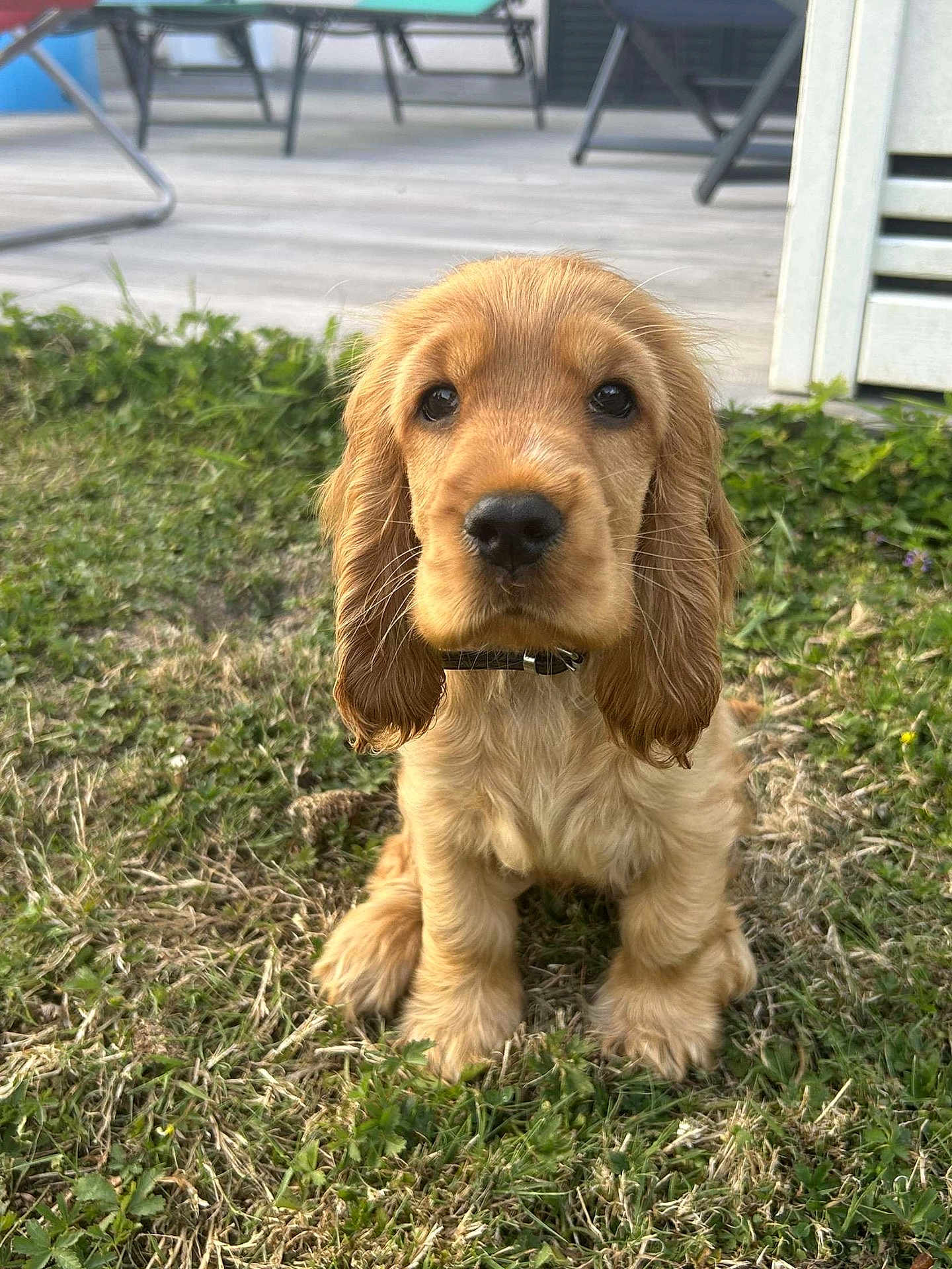 Aika participe au concours pour gagner de l'argent avec cette photo : puppy, dog, golden, grass, outdoor, pet, cute, animal, collar, young, fur, ears, sitting, face, adorable, canine, nature, portrait, looking, closeup