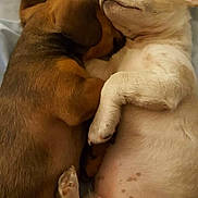 Wetoskooter is registered to the contest to win money with this photo: puppies, dogs, sleeping, cuddling, nap, bed, indoors, cute, adorable, brown_dog, cream_dog, belly_up, resting, furry, pets, animal, cozy, close_up, relaxed, companionship