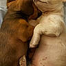 puppies, dogs, sleeping, cuddling, nap, bed, indoors, cute, adorable, brown_dog, cream_dog, belly_up, resting, furry, pets, animal, cozy, close_up, relaxed, companionship
