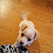 Weto is registered to the contest to win money with this photo: puppy, dog, pet, animal, white_dog, brown_spots, floppy_ears, dark_eyes, curious, playful, cute, portrait, indoors, wooden_floor, pet_bowl, blanket, animal_print, standing, looking_up, photography