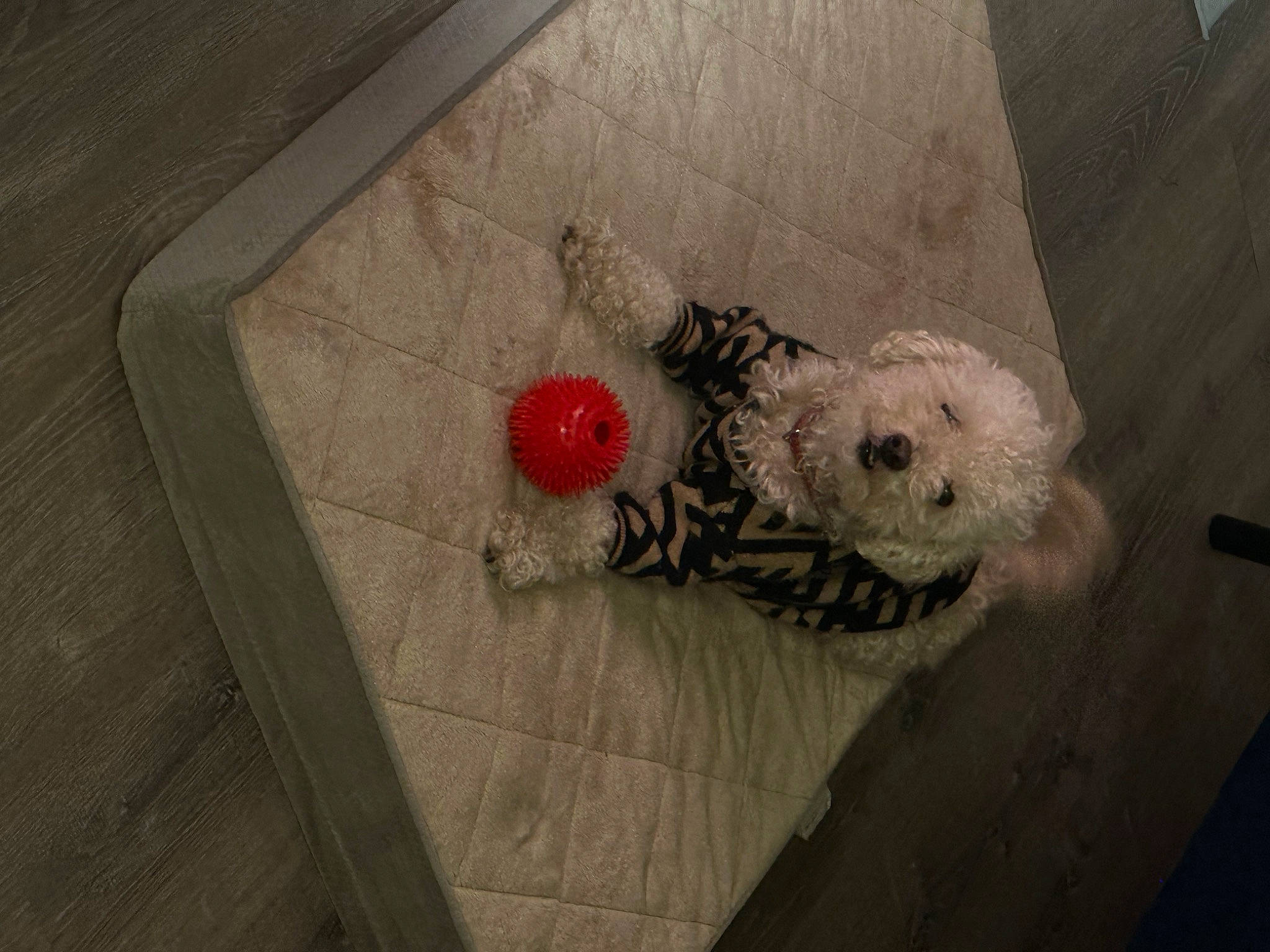 Biscuit joined the competition — help win amazing prizes! art, carmine, cement, concrete, coquelicot, flooring, fur, hardwood, linens, pattern, plaster, room, stuffed_toy, teddy_bear, tile, toy, visual_arts, wood