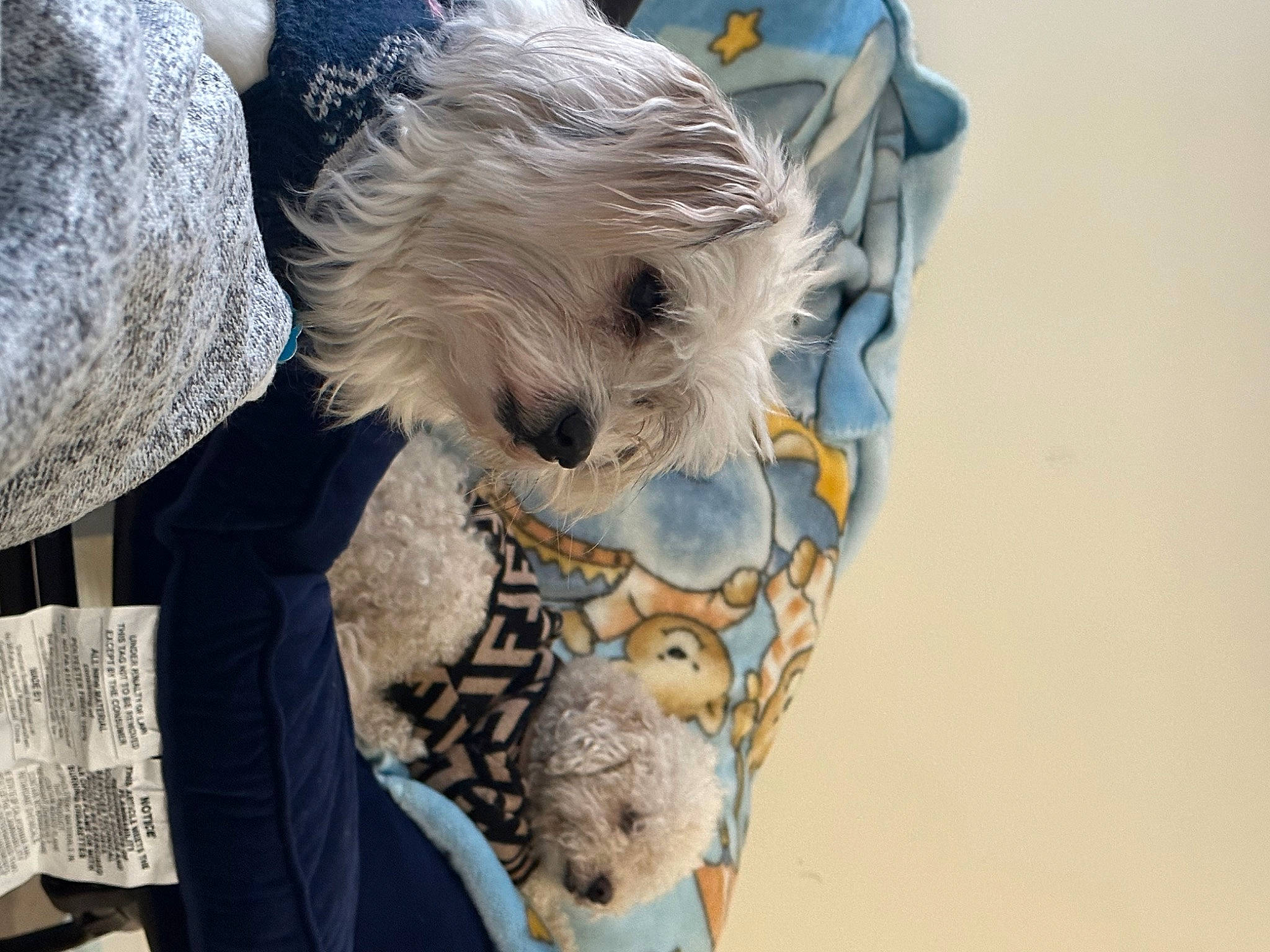 Biscuit is registered to the contest to win money with this photo: carnivore, collar, companion_dog, dog, dog_breed, dog_clothes, dog_collar, dog_supply, electric_blue, fawn, fur, grey, sleeve, small_terrier, snout, sporting_group, t_shirt, terrier, toy_dog, working_animal