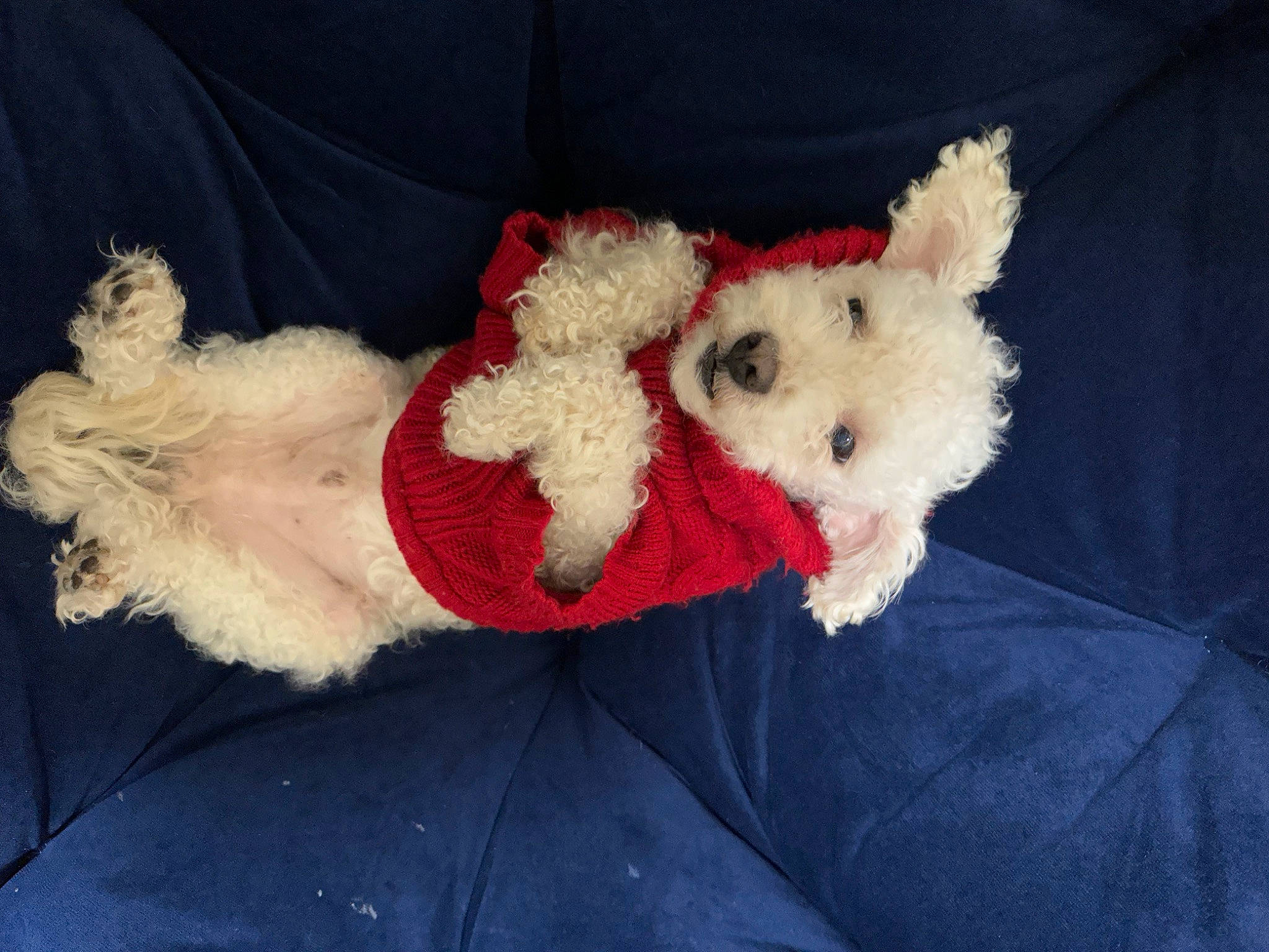 Biscuit is registered to the contest to win money with this photo: canidae, carnivore, christmas, comfort, companion_dog, costume_hat, dog, dog_breed, fawn, felidae, fur, plush, snout, sporting_group, stuffed_toy, tail, terrier, toy, toy_dog, wool