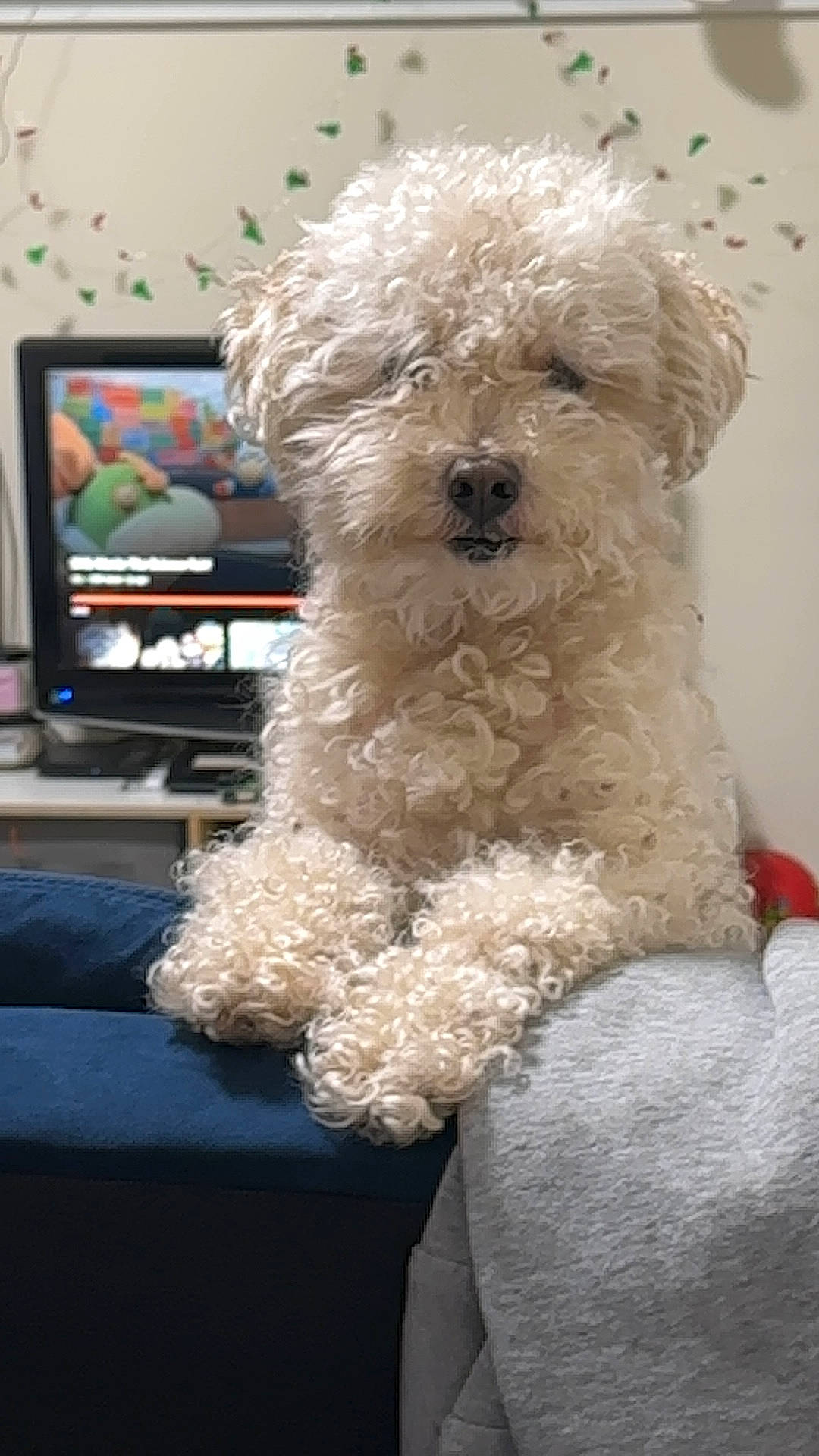 Biscuit joined the competition — help win amazing prizes! bichon, canidae, carnivore, companion_dog, dog, dog_breed, fur, labradoodle, maltepoo, non_sporting_group, poodle, poodle_crossbreed, small_terrier, snout, sporting_group, television, terrier, toy_dog, water_dog, working_animal