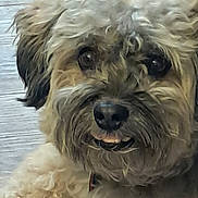 Snaggle joined the competition — help win amazing prizes! dog, curly_fur, close_up, pet, animal, brown_fur, black_nose, tongue, indoor, cute, face, canine, fur, looking, portrait, friendly, whiskers, ears, muzzle, companion