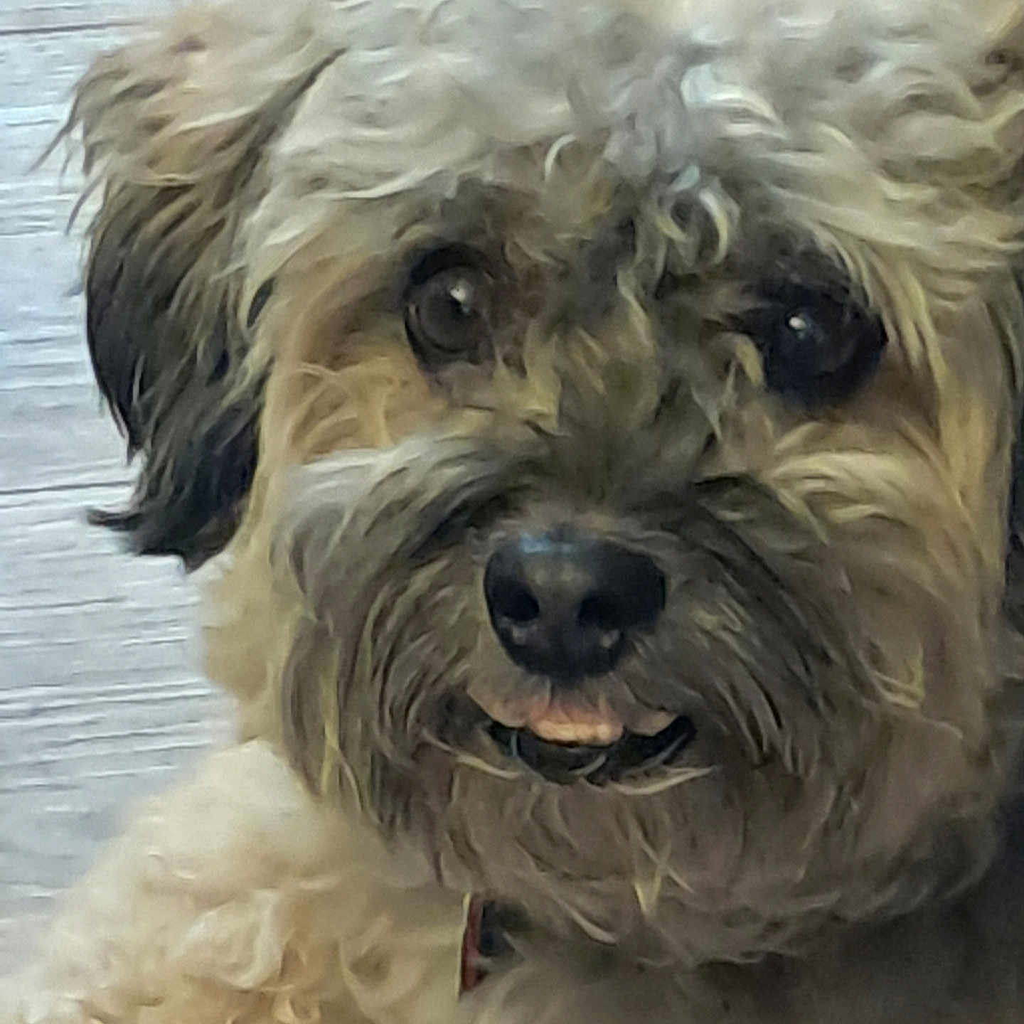 Snaggle joined the competition — help win amazing prizes! dog, curly_fur, close_up, pet, animal, brown_fur, black_nose, tongue, indoor, cute, face, canine, fur, looking, portrait, friendly, whiskers, ears, muzzle, companion