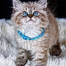 Bloom participe au concours pour gagner de l'argent avec cette photo : kitten, cat, blue_eyes, collar, fluffy, fur, pet, animal, cute, domestic_cat, white_blanket, soft_texture, curious, young, small, indoor, portrait, feline, whiskers, close_up