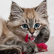 Bloom participe au concours pour gagner de l'argent avec cette photo : kitten, cat, blue_eyes, playful, tongue_out, fur, close_up, carpet, toy, red_feather, cute, pet, animal, young_cat, whiskers, paws, indoor, resting, feline, adorable