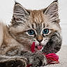 kitten, cat, blue_eyes, playful, tongue_out, fur, close_up, carpet, toy, red_feather, cute, pet, animal, young_cat, whiskers, paws, indoor, resting, feline, adorable