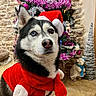Nouky a rejoint le concours — aidez-le/la à gagner de superbes lots ! animal, canine, christmas, christmasdecorations, christmastree, dog, eskimodog, face, festival, flower, head, husky, person, pet, photography, plant, portrait, puppy, tree, whitedog