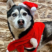 Nouky a rejoint le concours — aidez-le/la à gagner de superbes lots ! animal, architecture, brick, building, canine, dog, eskimodog, face, flagstone, head, husky, path, person, pet, photography, portrait, puppy, rock, wall, whitedog