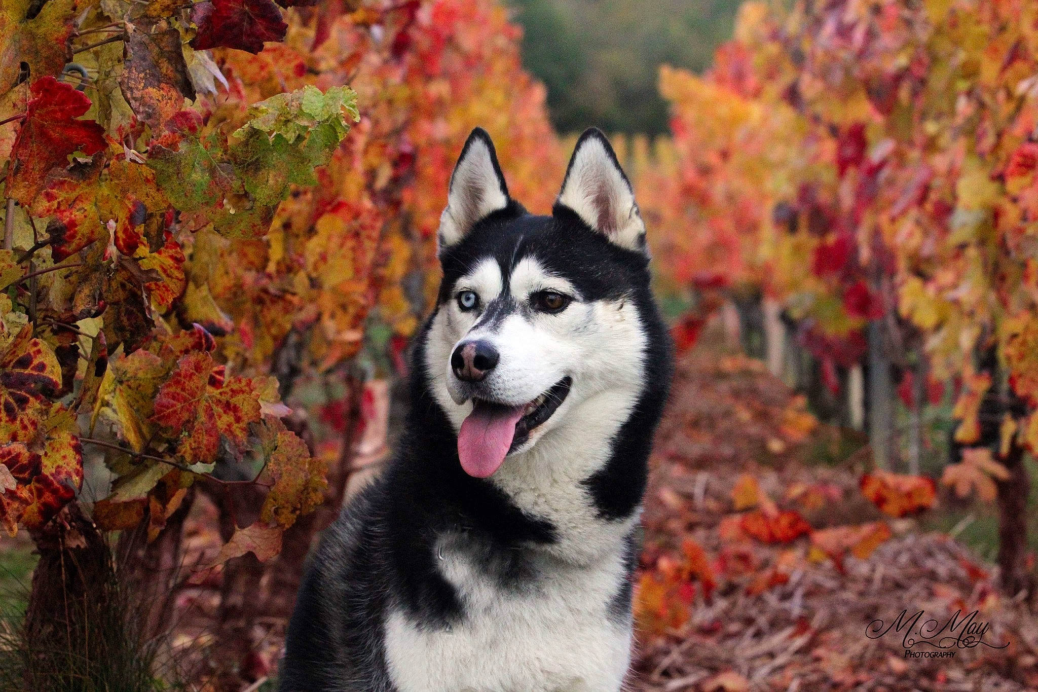 Nouky participe au concours pour gagner de l'argent avec cette photo : canidae, canis, carnivore, companion_dog, deciduous, dog, dog_breed, fawn, forest, fur, grass, leaf, plant, recreation, sled_dog, snout, sporting_group, tail, tree, wolf