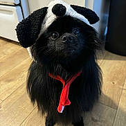 Arlo joined the competition — help win amazing prizes! accessory, animal, black_dog, costume, cute, dog, domestic_animal, ears, floor, fluffy, fur, hat, indoor, kitchen, looking_up, pet, portrait, red_scarf, small_dog, wooden_floor